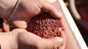 Bu kez ekim zamanı geldi, hasat zamanı değil!