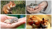 Hamster fiyatları 2025: Türleri, özellikleri ve bakımı hakkında her şey