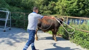 O ilde Kurban Yakalama Ekibi oluşturuldu! Halk, gerektiğinde yardım talebinde bulunabilecek