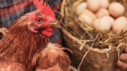 Tavuk eti üretiminde rekor artış, yumurta üretiminde sert düşüş