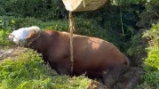 Rize'de Çay Bahçesine Kaçan Boğa, İş Makinesiyle Kurtarıldı!