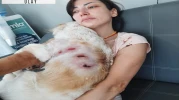 Köpeğini gezdiren kadına, sokak köpekleri saldırdı; o anlar kamerada