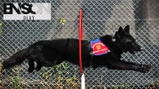 "Bursa'daki Jandarma Köpeği Bronz, Yangın Çıkış Noktalarını Tespit Ederek Ekiplere Yardımcı Oluyor"