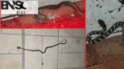 Kahramanmaraş'ta Zehirli Yılanlar Evlerin İçine Kadar Sızdı