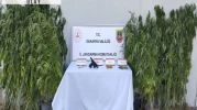 Saksıda kenevir yetiştiren kişi tutuklandı
