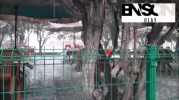 Kağızman'da dolu ve sağanak nedeniyle caddeler göle döndü