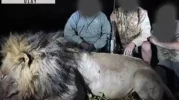 Aslan sosyal medyada ünlü olunca, soyunu kuruttular