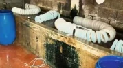 Ruhsatsız işletmede kilolarca paça ve bağırsak ele geçirildi