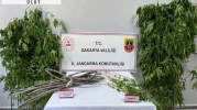 Jandarmadan kenevir operasyonu; 1 tutuklama