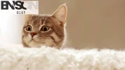 55 yaşındaki adamın akciğerine kaçan kedi tüyü nedeniyle vefat ettiği iddia edildi