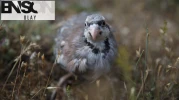 Kastamonu'da 2 bin 100 kınalı keklik doğaya bırakıldı