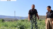 Satılmayınca kilosunu 1 TL yaptılar