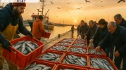 Balıkçılar limana kasa kasa bu balıkla dönüyor: Vatandaşlar 250 TL'den kilo kilo alıyor