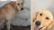 Denize girdiği için barınağa kapatılan köpek hastalıktan öldü
