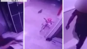 Bu nasıl insan! Hamile kediyi kameralara gösterip yere böyle vurdu