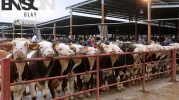 Hayvan pazarları kapandı mı? 81 ile acele kodlu uyarı
