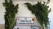 Evinde Hint keneviri ve esrarla yakalanıp gözaltına alındı