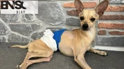Bir can daha 'heves' kurbanı oldu: Ayrılan çift, köpekleri 'Lucky'i terk etti