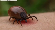 Kene ısırığıyla gelen gizli tehlike! Acil uyarı yapıldı