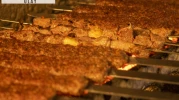 Bu kebabı yemek isteyen ülke değiştiriyor