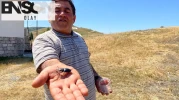 Nadir bulunan o böcek Sivas'ta görüldü: Öldürmenin cezası 557 bin TL!