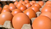 Ünlü market, yumurta satın alan herkese acil bir mesaj yolladı