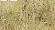 Kayıp aranıyordu... Otluk alanda ölü bulundu