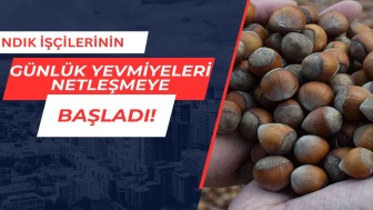 Fındık işçilerin günlük yevmiyeleri netleşmeye başladı 2025