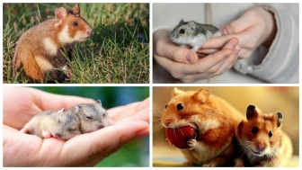 Hamster fiyatları 2025: Türleri, özellikleri ve bakımı hakkında her şey