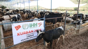 İnsani Yardım Vakfı (İHH), 2025 yılında kurban hisse bedelini belirledi!