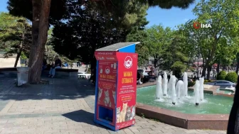Mama yemek isteyen martılardan kedi taklidi