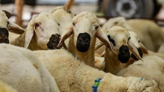 Bayramda kurban keserken dikkat! Diyanet'ten kesin uyarı geldi