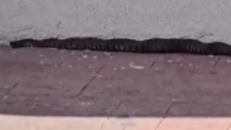 Gaziantep'te site sakinlerini korkutan olay!