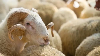 Kurban Bayramı 2025'te 3 milyondan fazla kurbanlık satıldı