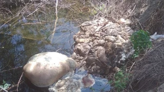 Kurban Bayramı'nda Artan Çevre Kirliliği Endişe Yaratıyor