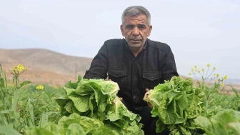 Tarım Ürünlerinde Fiyat Farkı: Üretimde Fırsat, Marketlerde Zamlar Artıyor