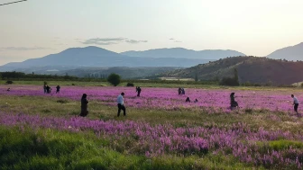 Yol kenarında açan mor yabani otlar dikkat çekiyor