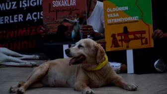 Afyon'da Sokak Hayvanlarını Beslemenin Yasaklanması Şaşkınlık Yarattı