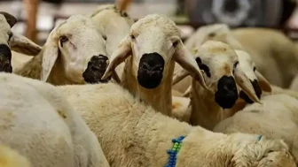 Bu yıl Kurban Bayramı ne zaman, hangi tarihlerde? 2026 Kurban Bayramı ve arefe günü tarihleri