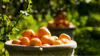 Limonu, portakalı solladı, C vitamini şampiyonu oldu!