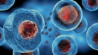 Yeni çalışma: Hücre ölümü sırasında dahi virüse rehberlik ediyor