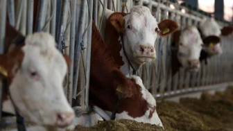 Türkiye'de Deli Dana Hastalığı Yayılma Endişesi Artıyor mu?