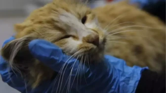Kedilerde AIDS Görüldü: Türkiye'de İlk Kez Tanı Konulan Kedi Hangi İlde?