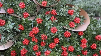 Yılbaşı çiçeği kokina fiyatları yükseldi, vatandaşları endişelendiriyor