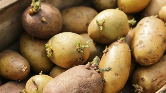 Yeni Yöntemle Patatesleri 1 Yıl Boyunca Taze Tutmanın Sırrı Ortaya Çıktı