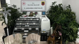 Yalova'da evinde uyuşturucu yetiştiren şüpheli tutuklandı
