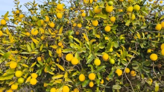 Kağıt havlu tekniğiyle 4 haftada limon ağacı yetiştirin