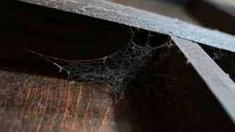 Evde örümcek ağı görmek aslında bu anlama geliyormuş