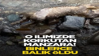 Rize'de Derede Binlerce Balık Öldü, Endişe Verici Durum İnceleme Altında