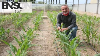 BATEM'den Yüksek Sıcaklığa ve Kuraklığa Dayanıklı Mısır Türleri Üretildi